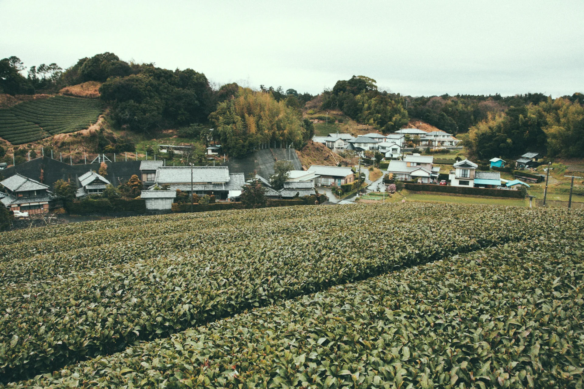 Tea fields below a village on the Makinohara Plateau