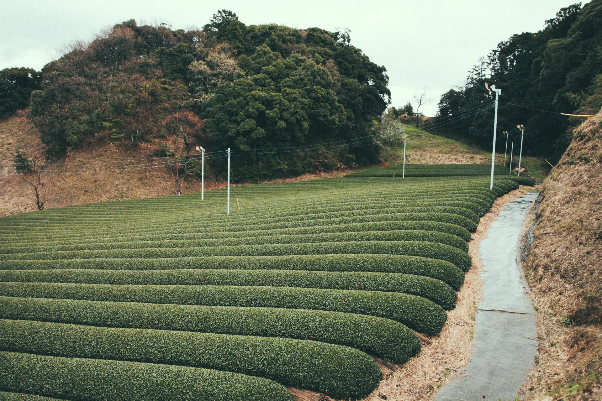 Curving rows of tea bushes along a narrow path