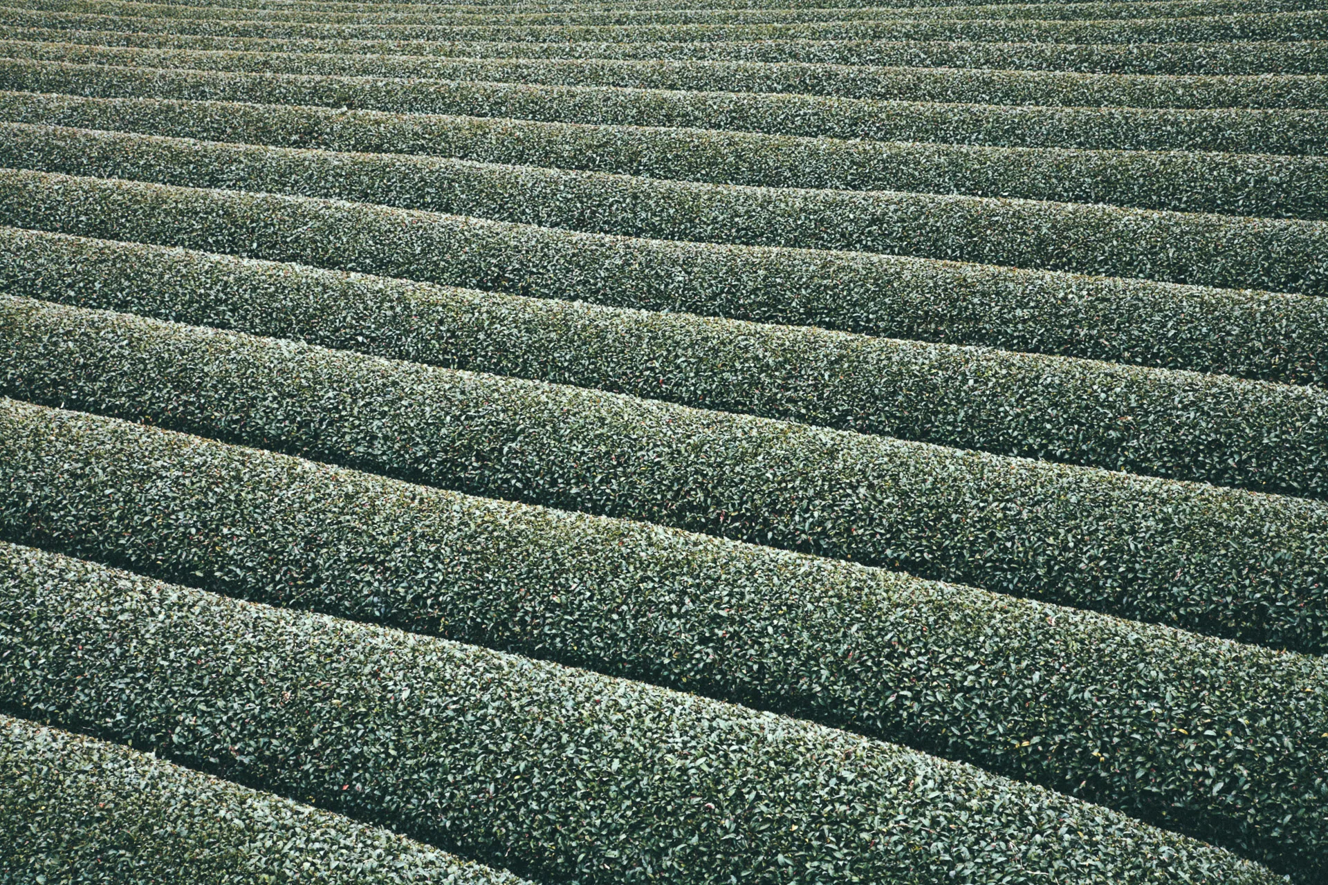 Neatly trimmed rows of tea plants