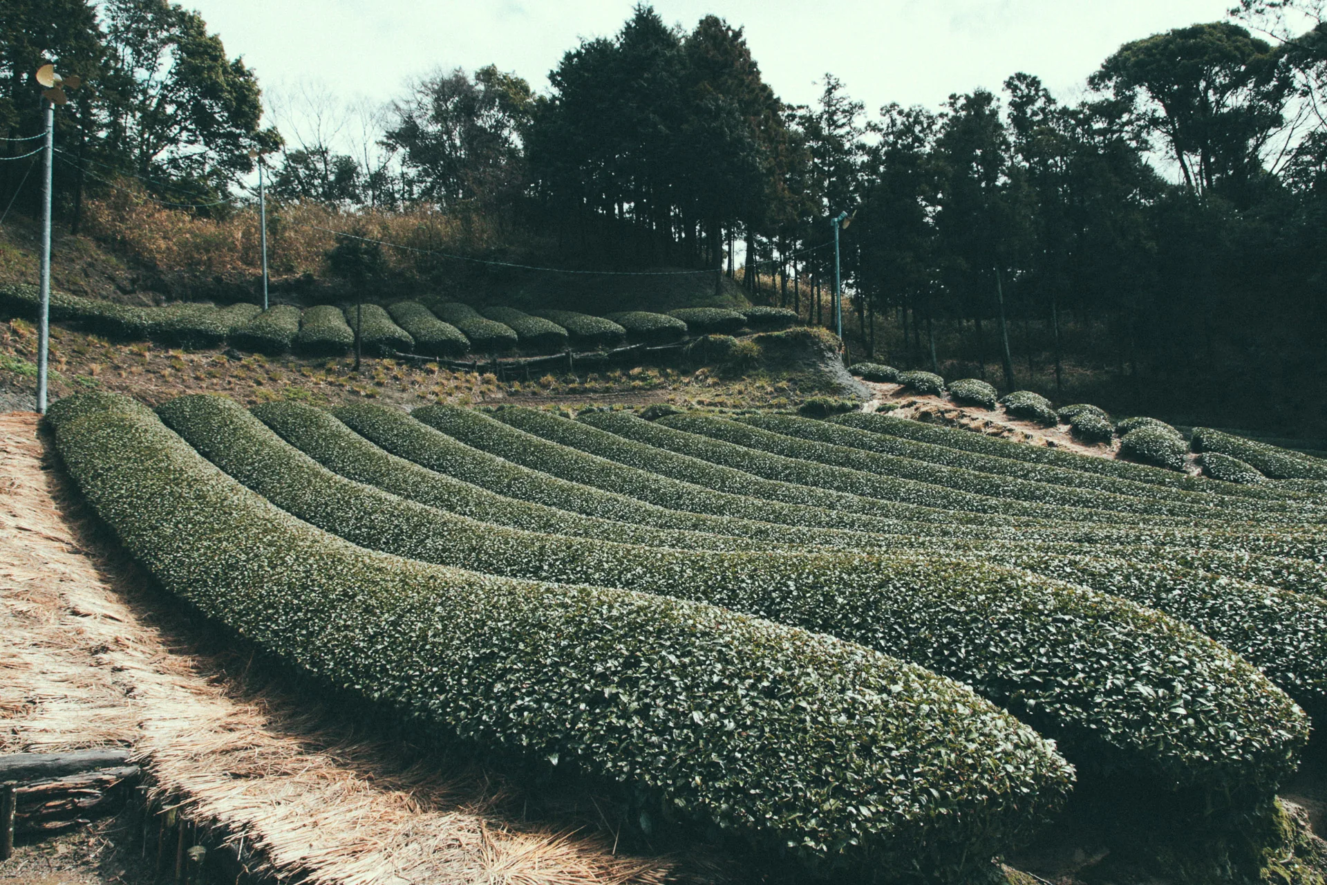 Rounded rows of tea bushes at the edge of the woods