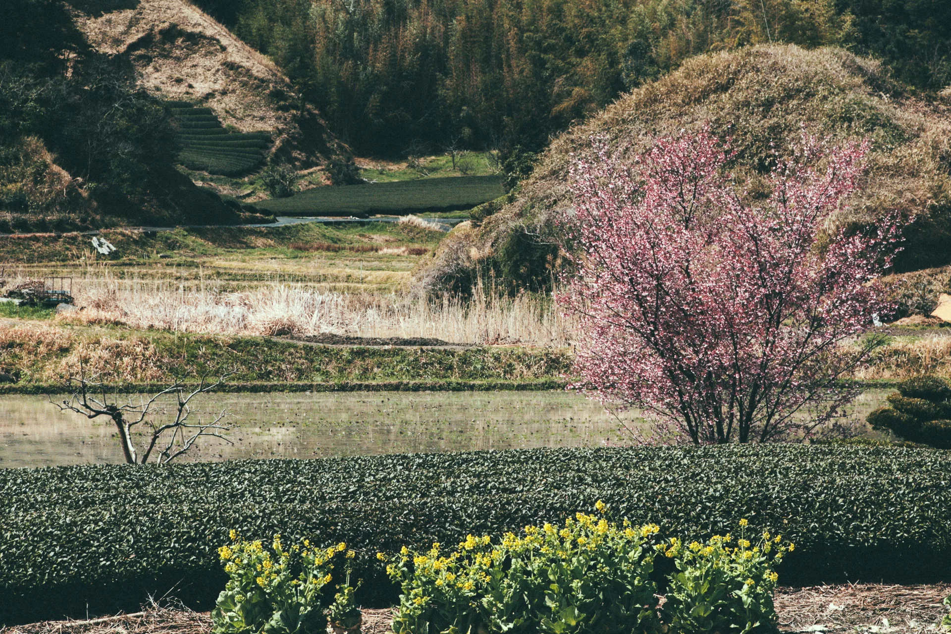 A pink blossoming tree beside the tea fields