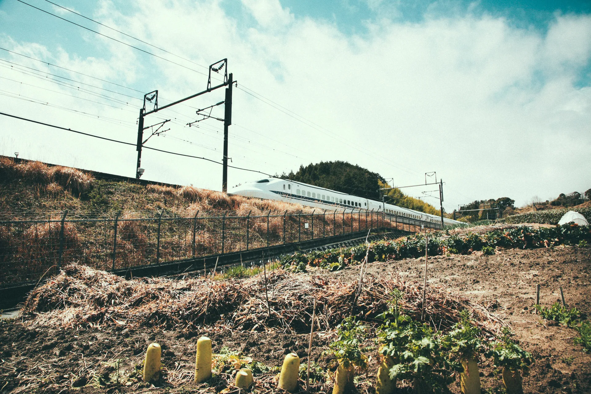 A Shinkansen passing above the fields