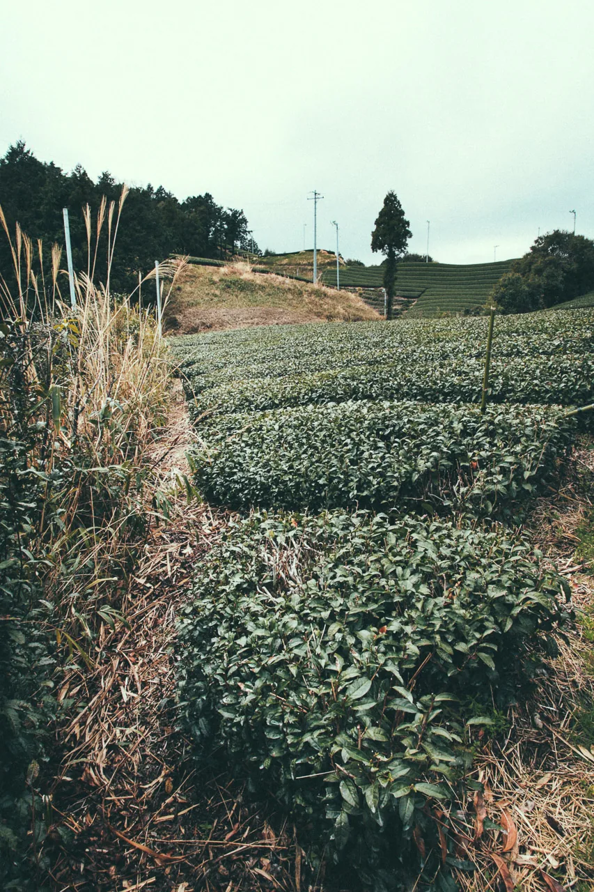 Tea bushes along a dry hillside