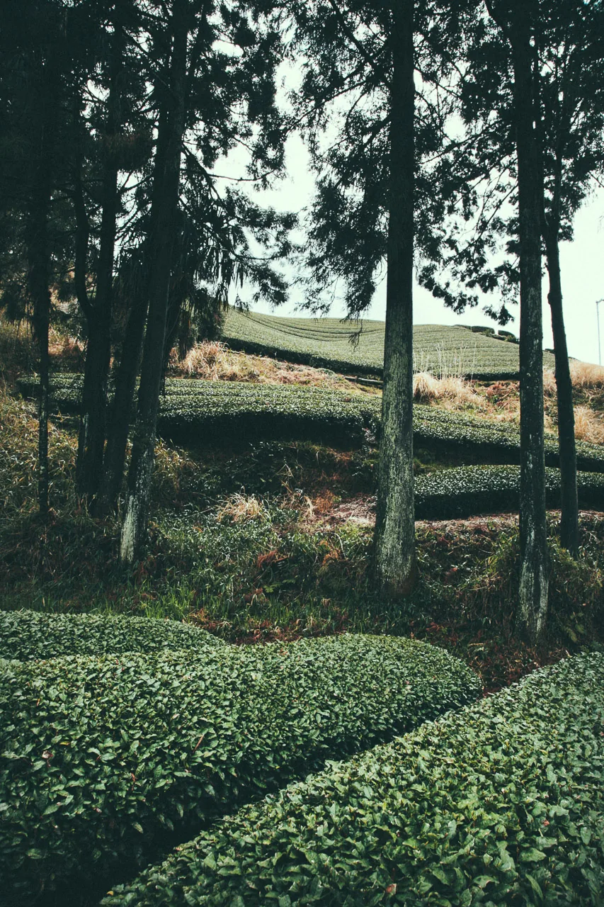 Tall cedars above rows of tea
