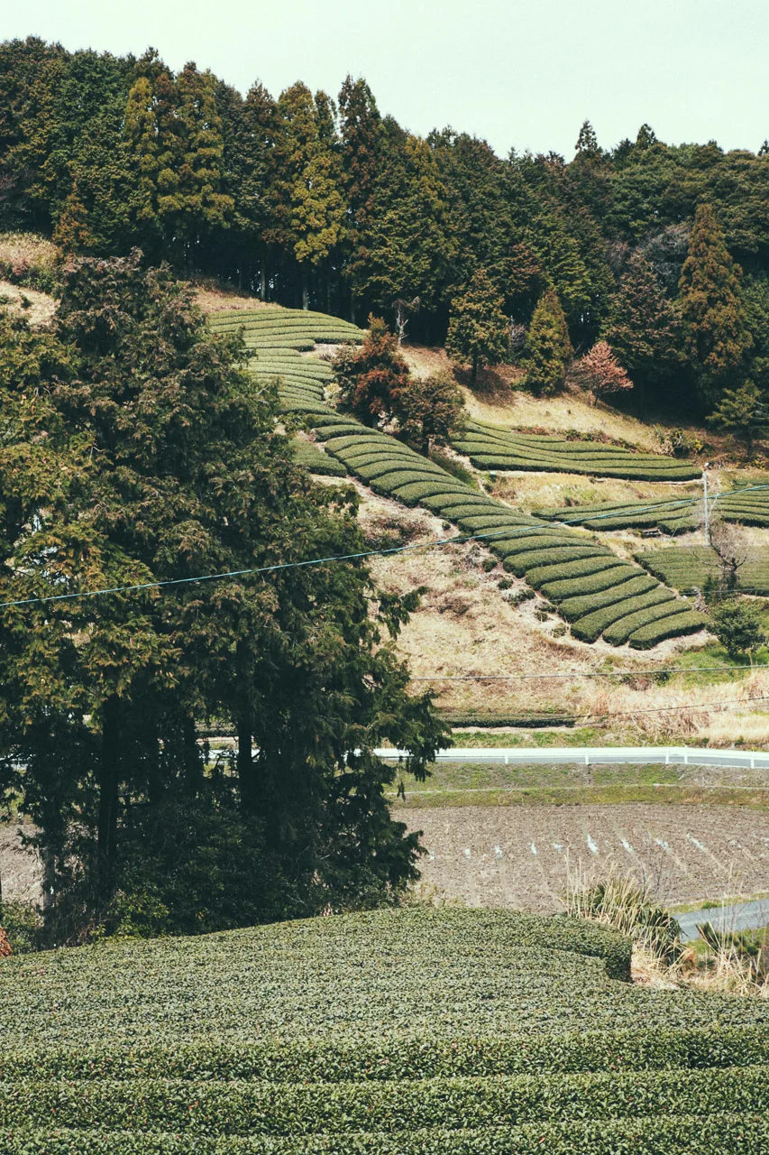 Terraced tea fields on a slope