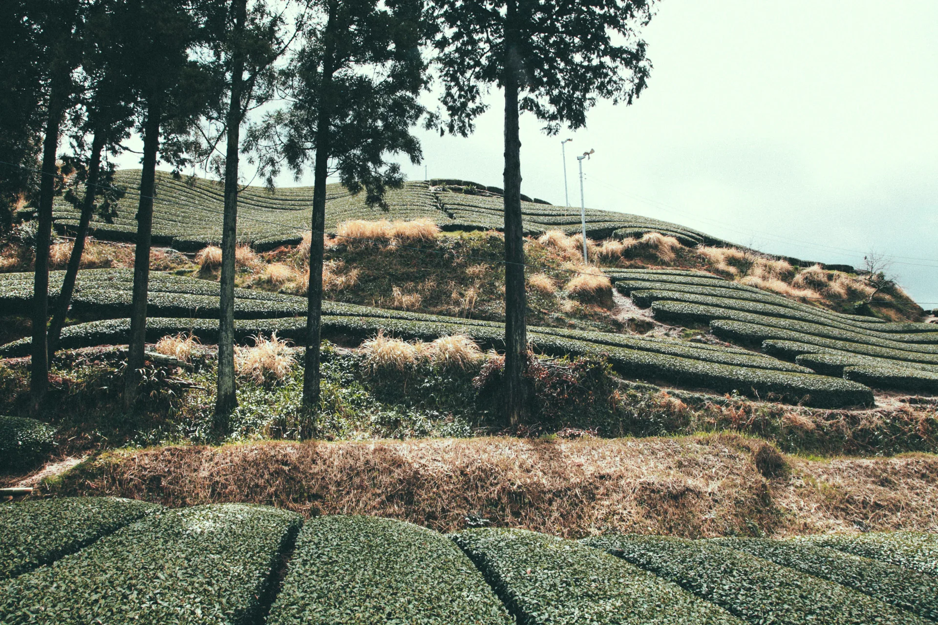 Tea rows and cedars on the hillside