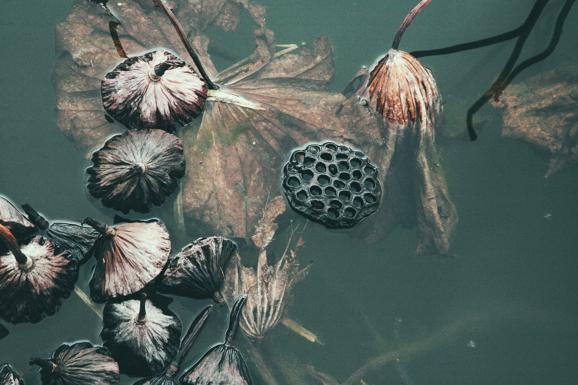 Dried lotus leaves and seed pods in a pond