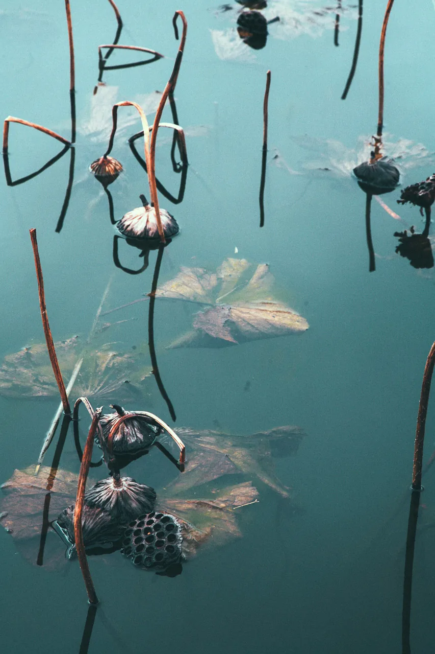 Lotus stems in dark water