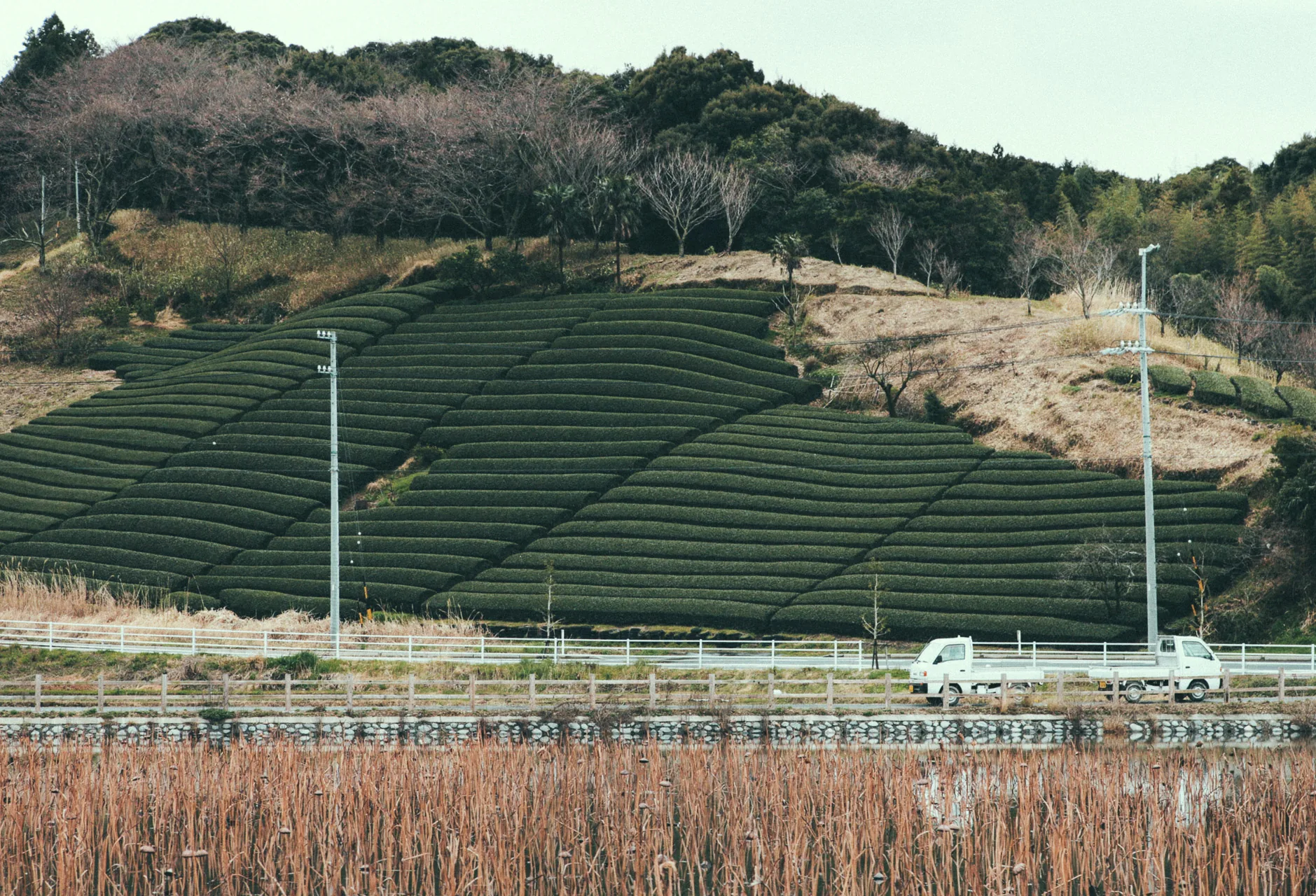 A hillside of tea fields above a road