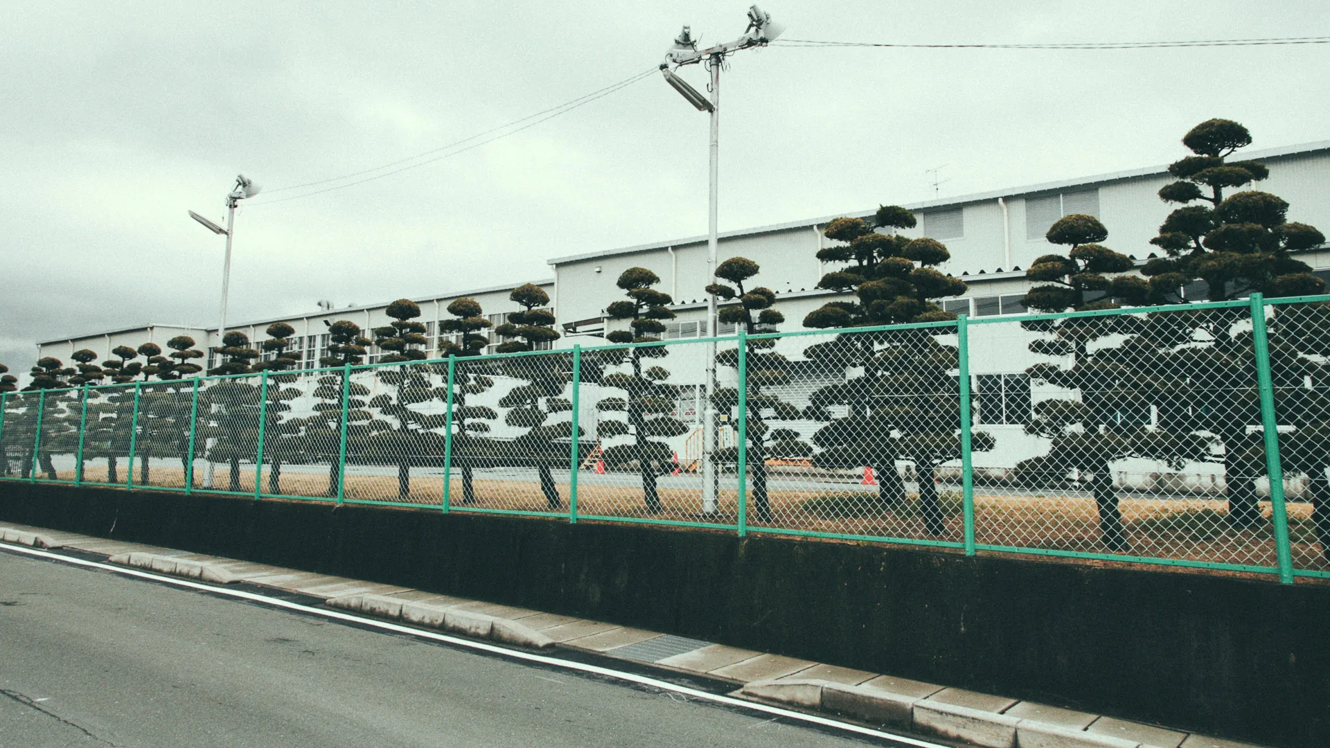 Clipped pine trees behind a fence