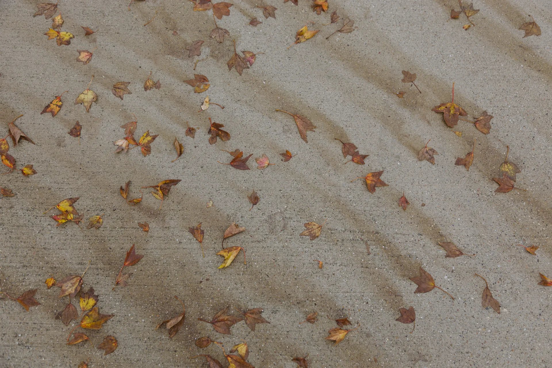 Dry leaves scattered across sandy pavement