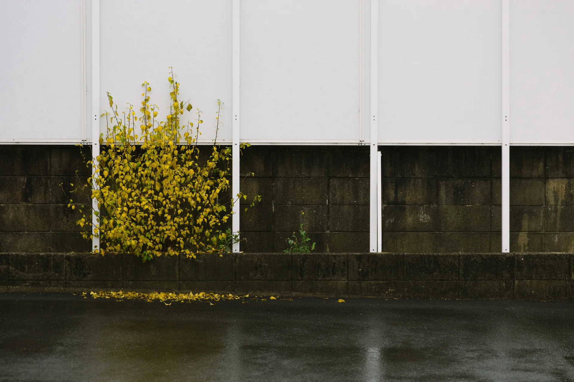 A bush dropping yellow leaves in front of a white wall