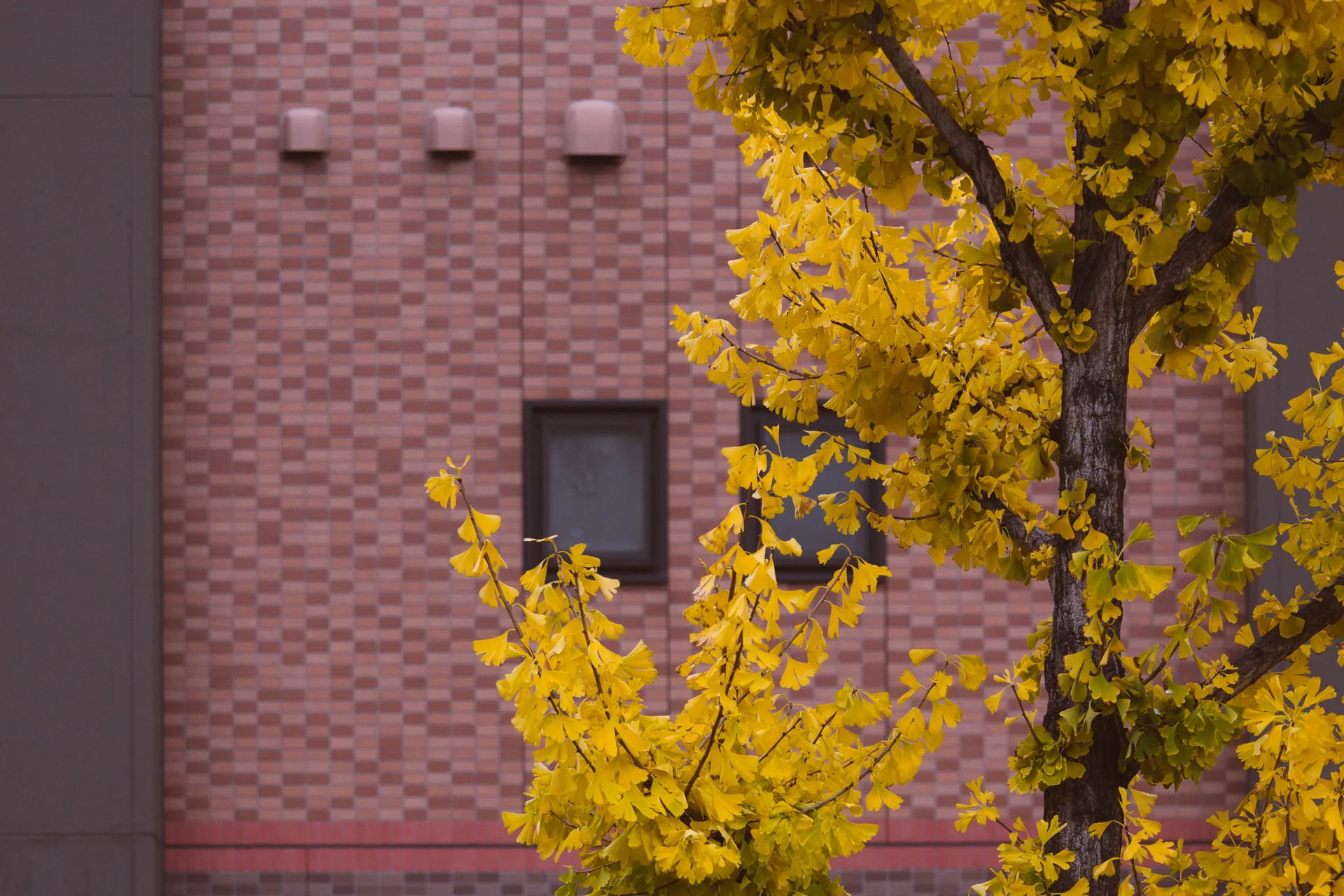 A ginkgo turning yellow against a pink tiled wall