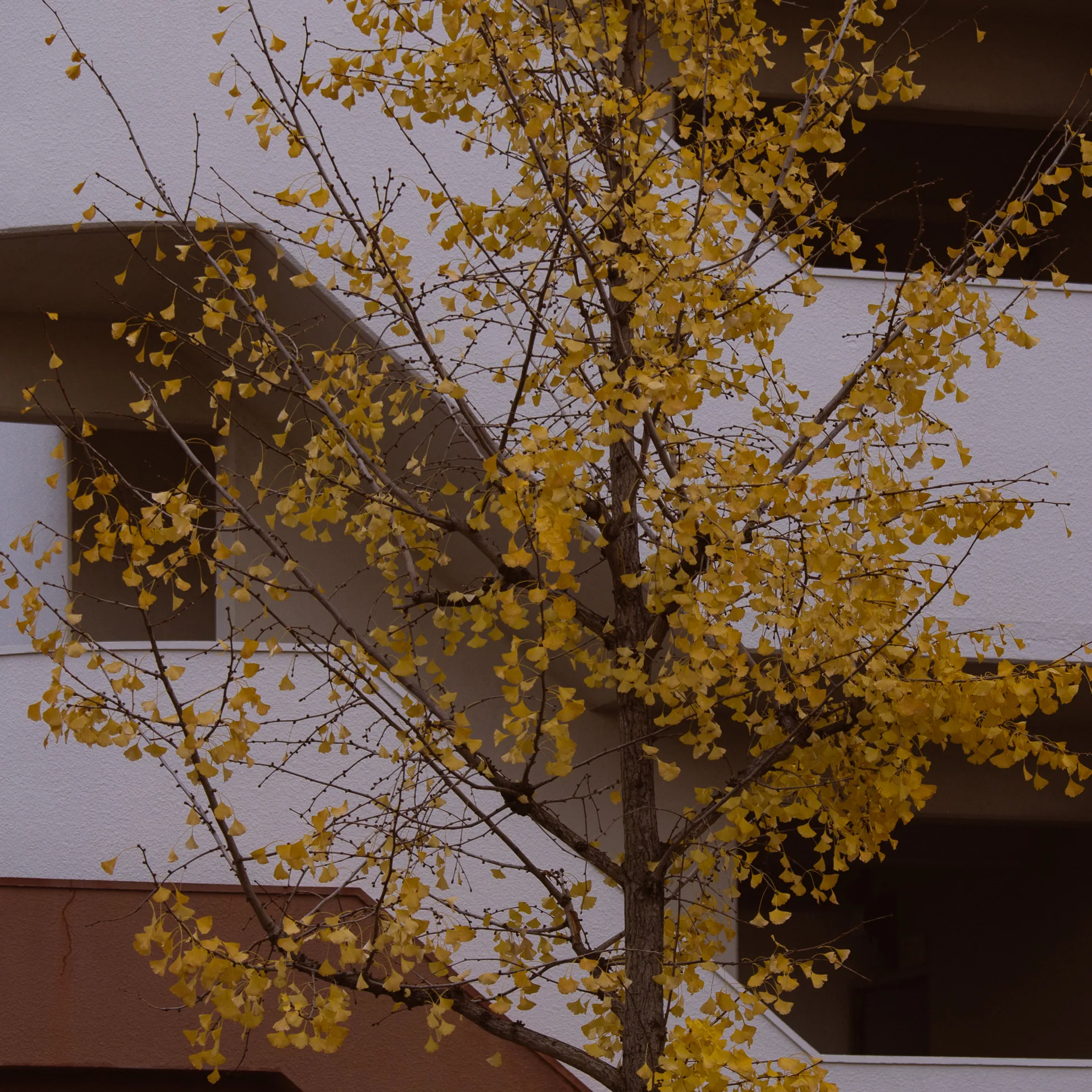 A ginkgo in autumn colour beside an outdoor staircase