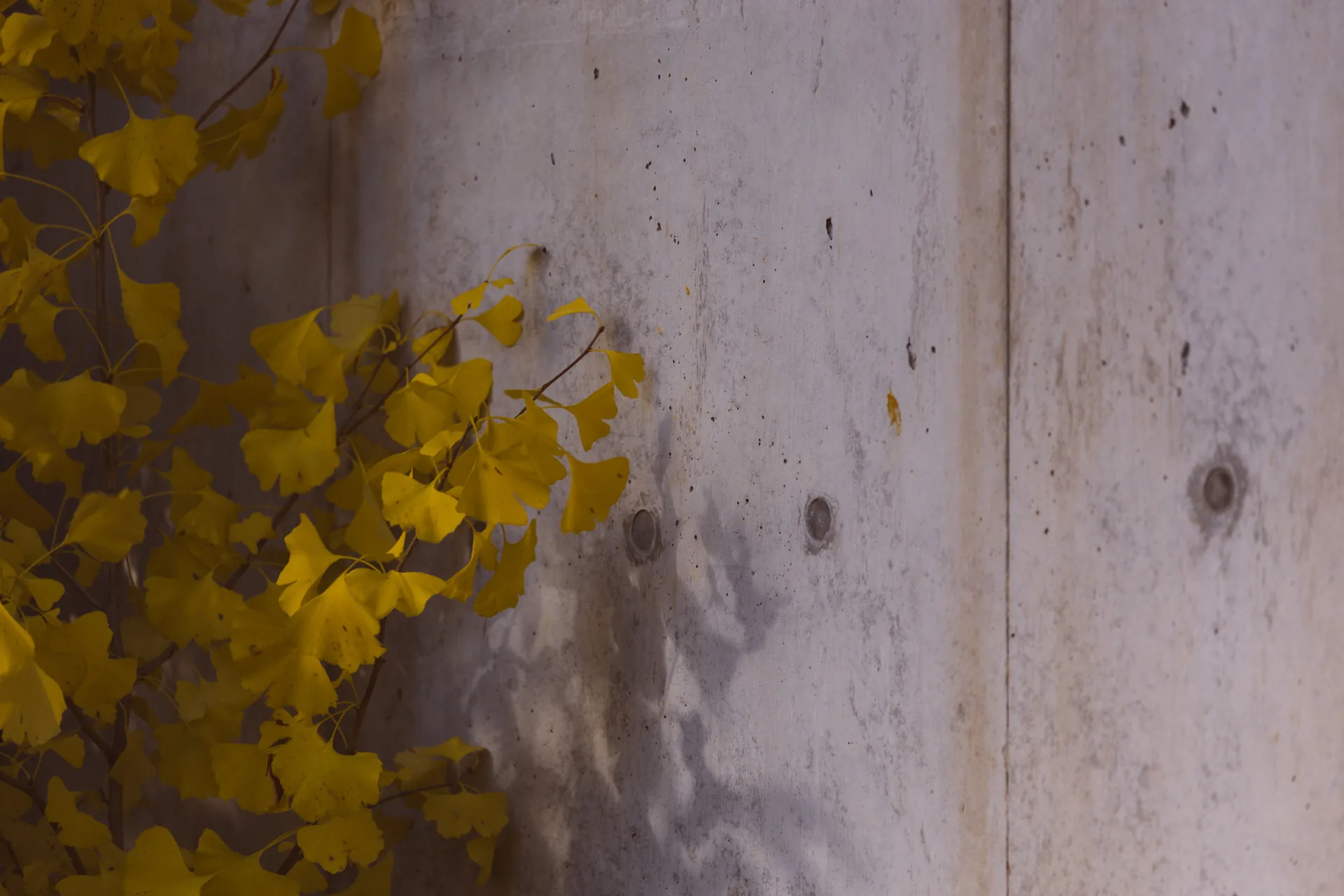 Yellow ginkgo leaves against a concrete wall