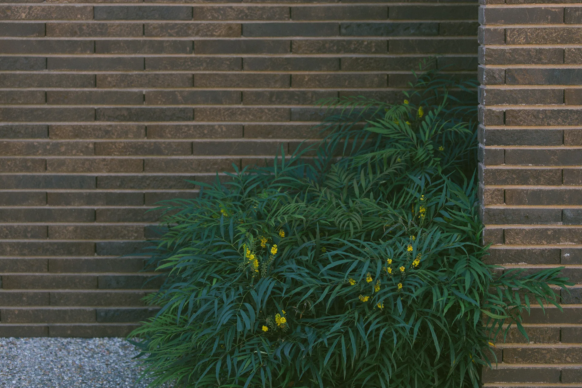 A brick wall and a bush with yellow flowers