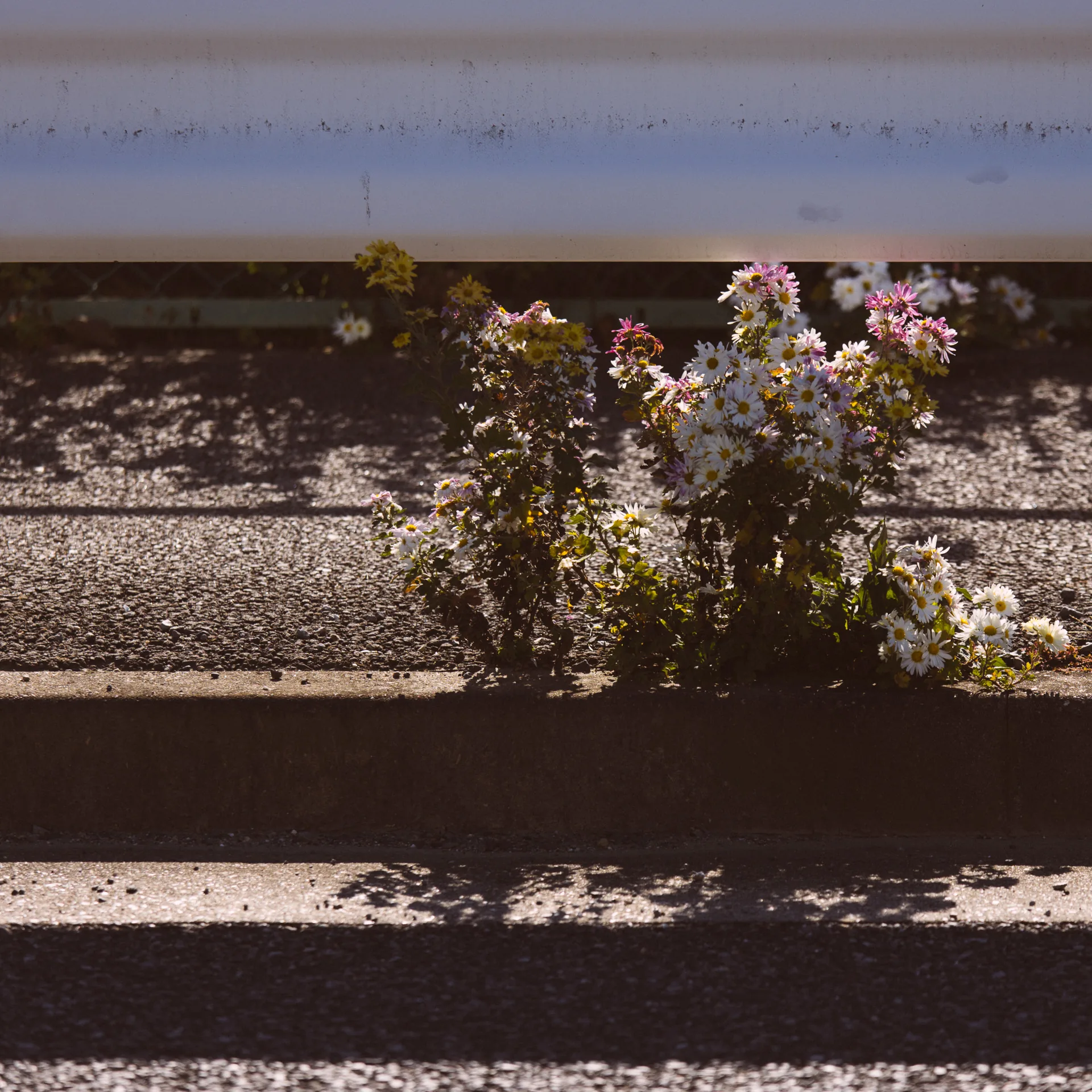 Flowers in a planter by the road