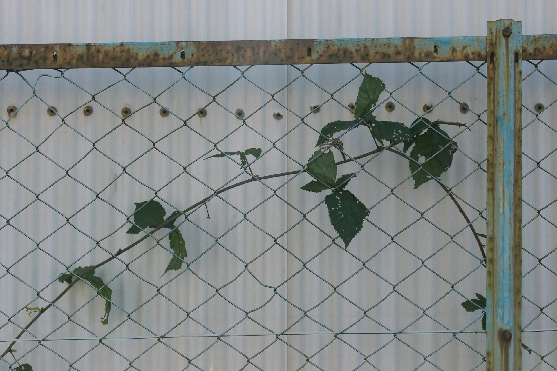 Leaves climbing a chain-link fence