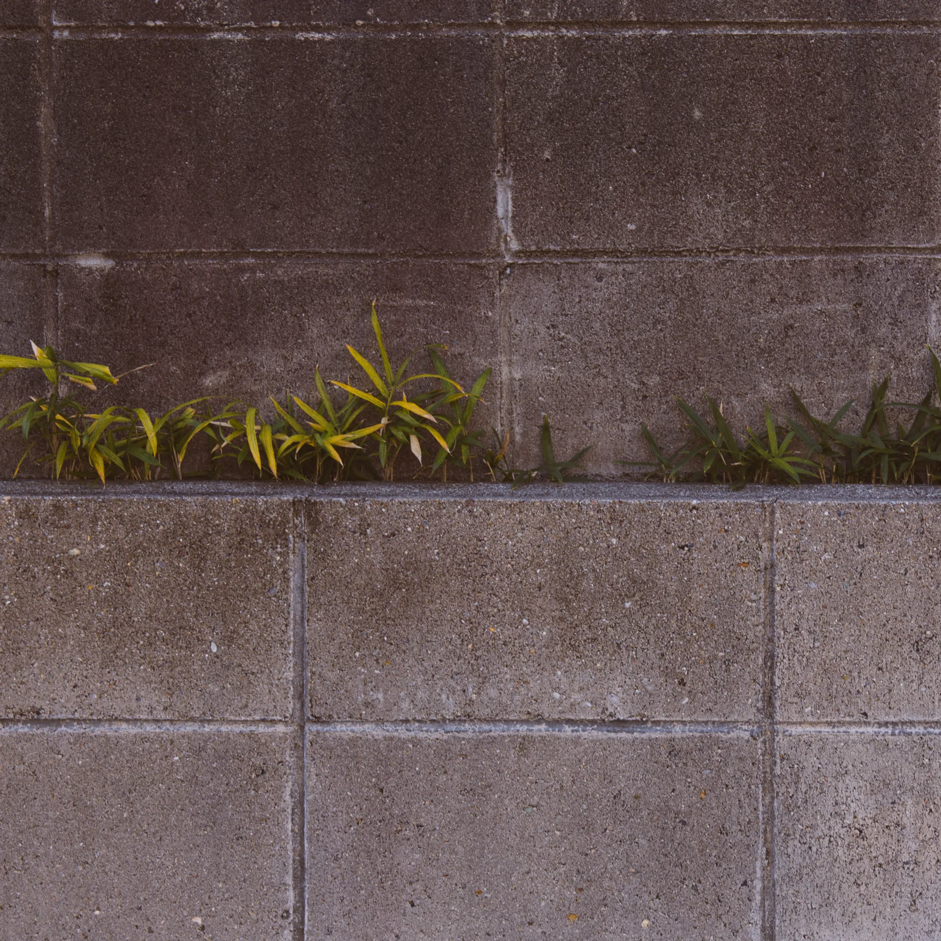 Leaves along the top of a tiled wall