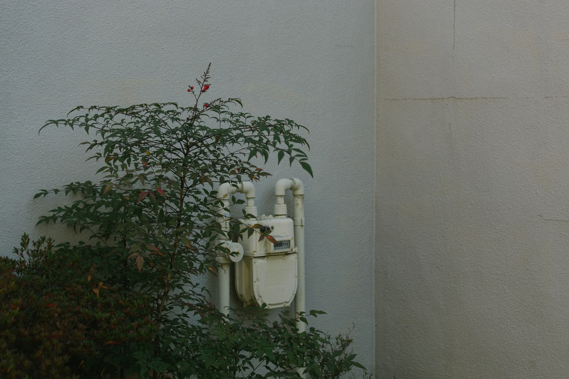 A gas meter half hidden by a leafy bush