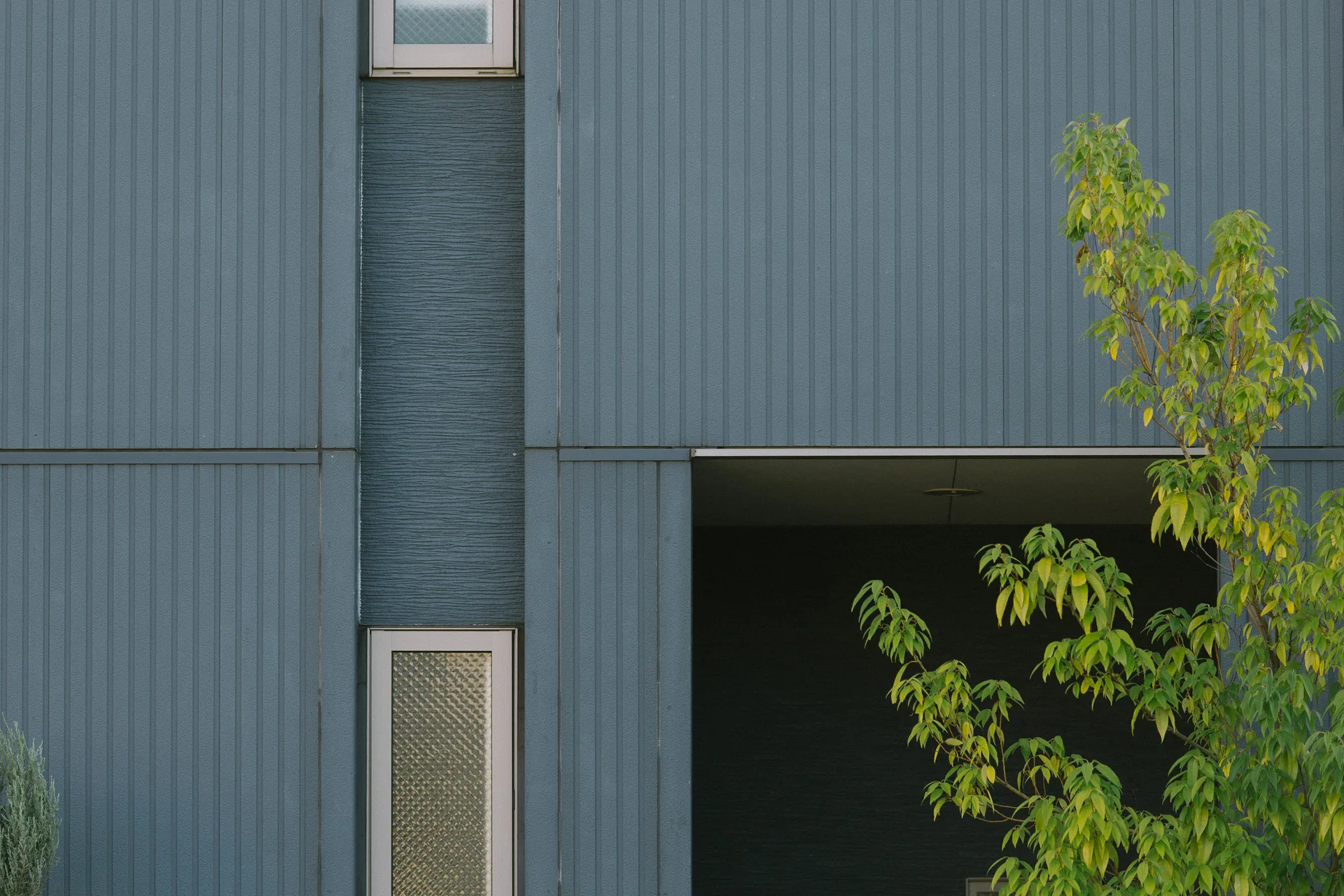 Narrow vertical windows and a young tree on a blue wall