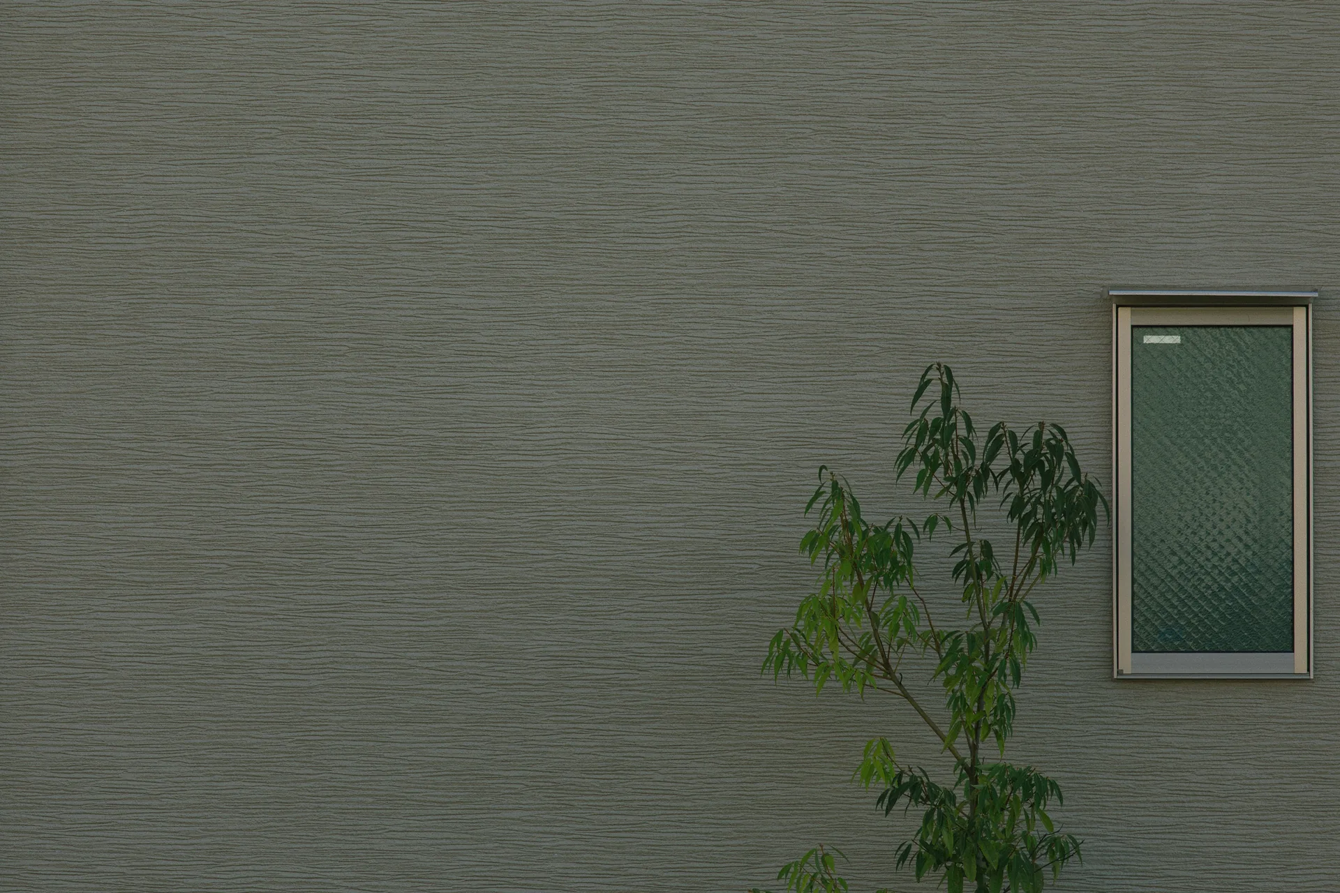 A small tree beside a narrow window in a grey wall