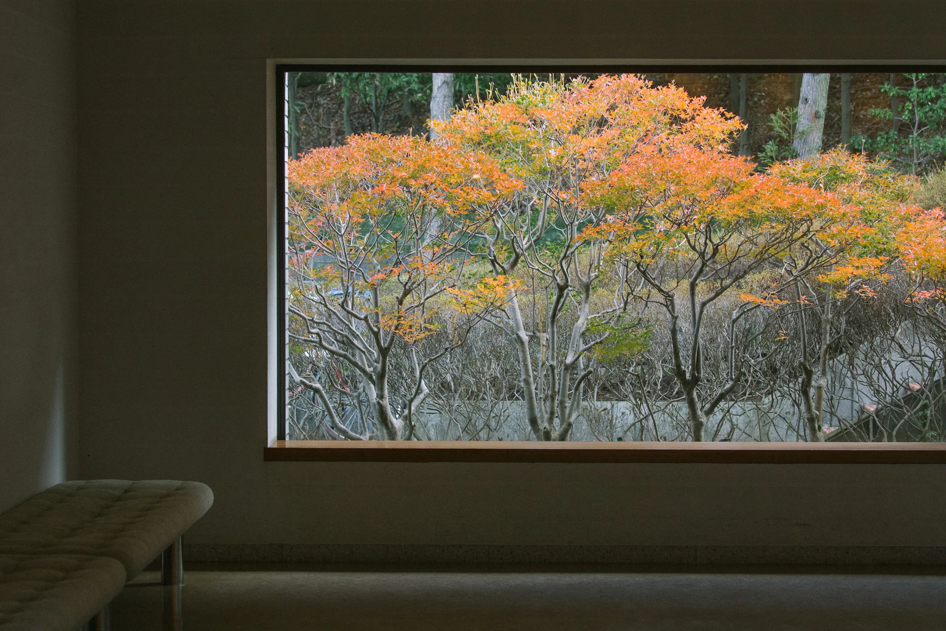 Autumn trees framed by a dark window