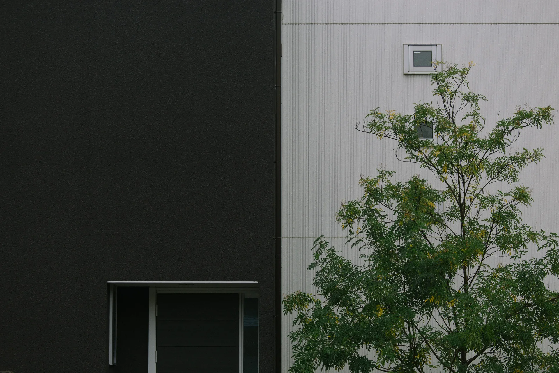 A young tree beside a black and white wall