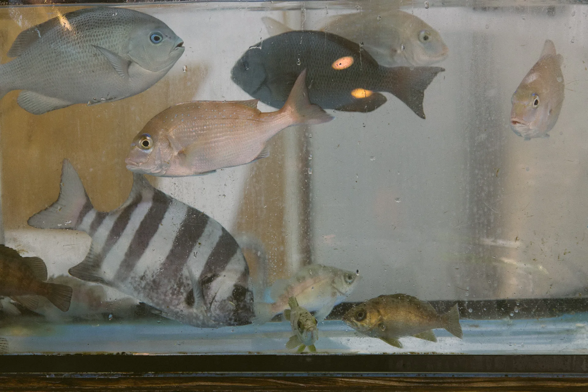 Fish swimming in a shop aquarium
