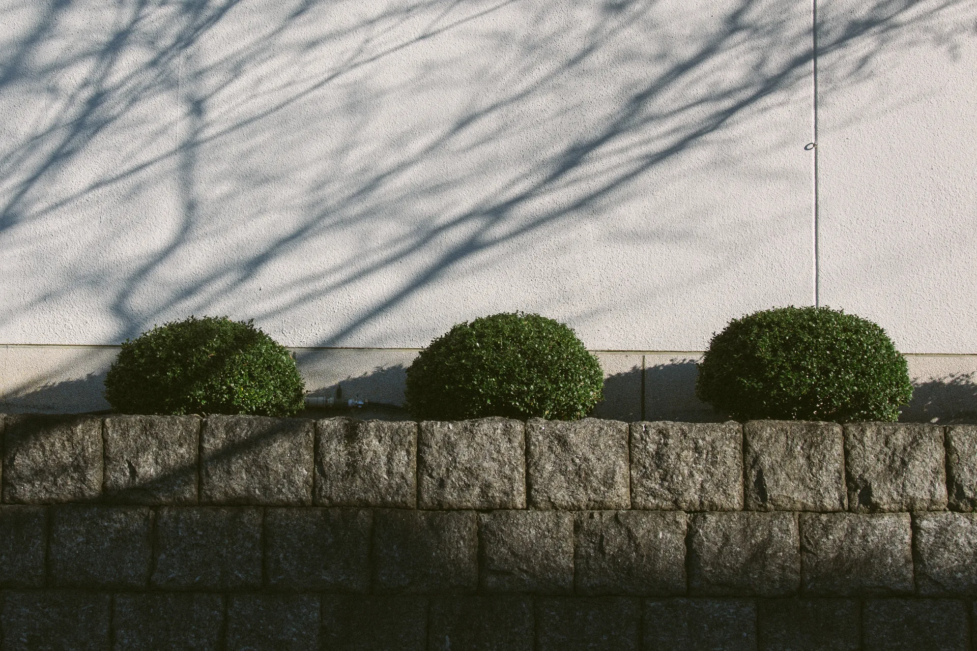 Branch shadows over three round bushes