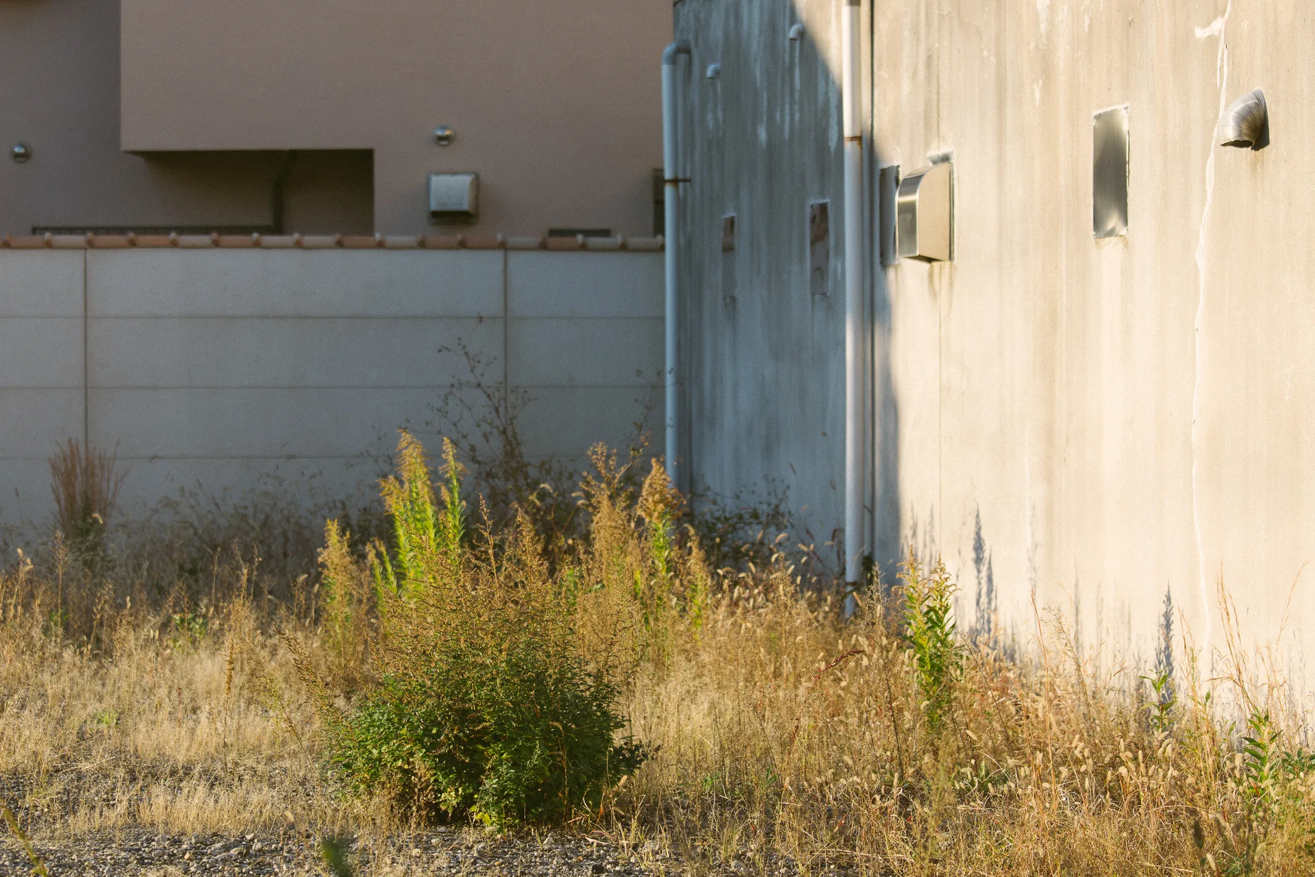 An empty lot of dry grass beside pale walls