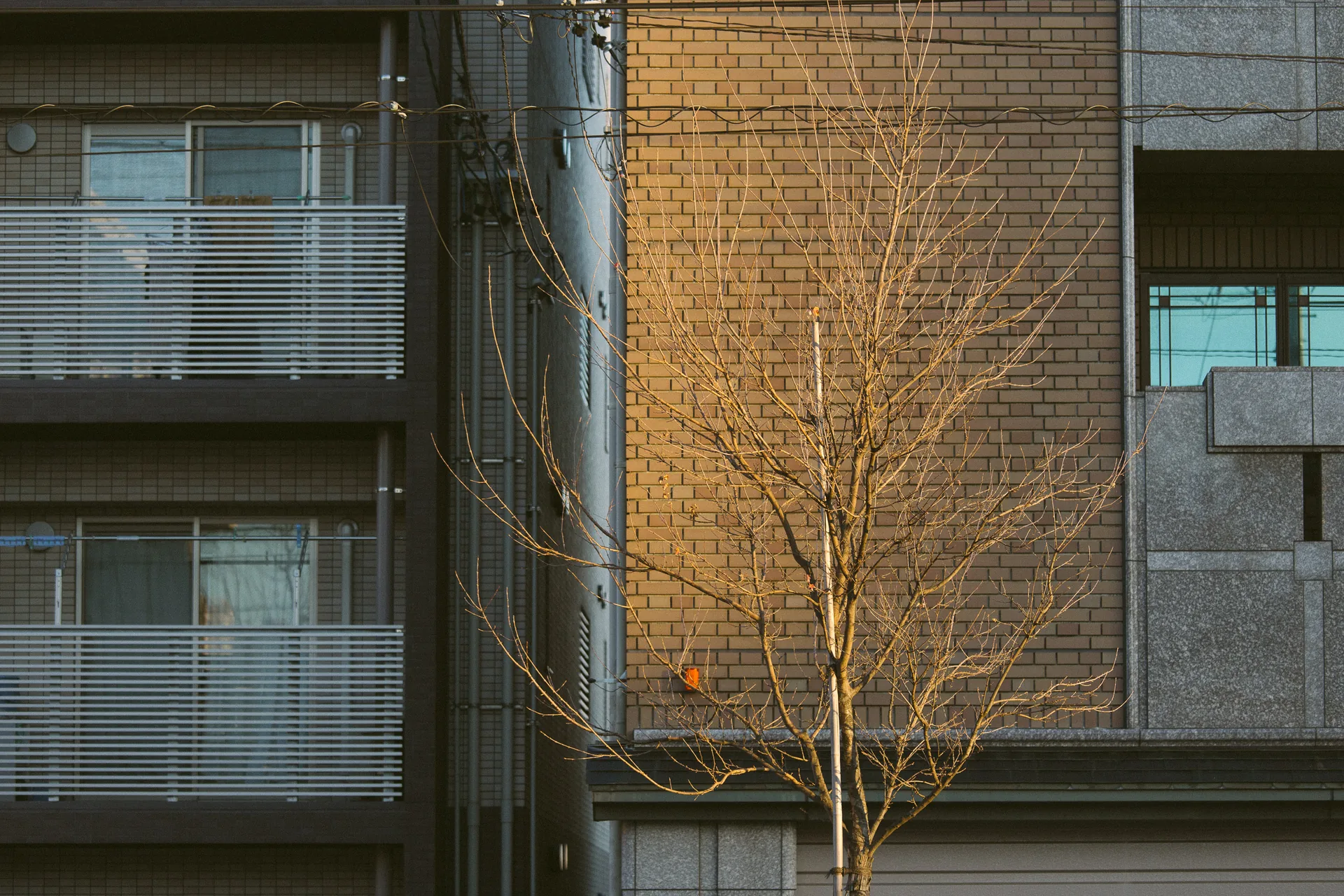 A bare tree in sunlight before an apartment building