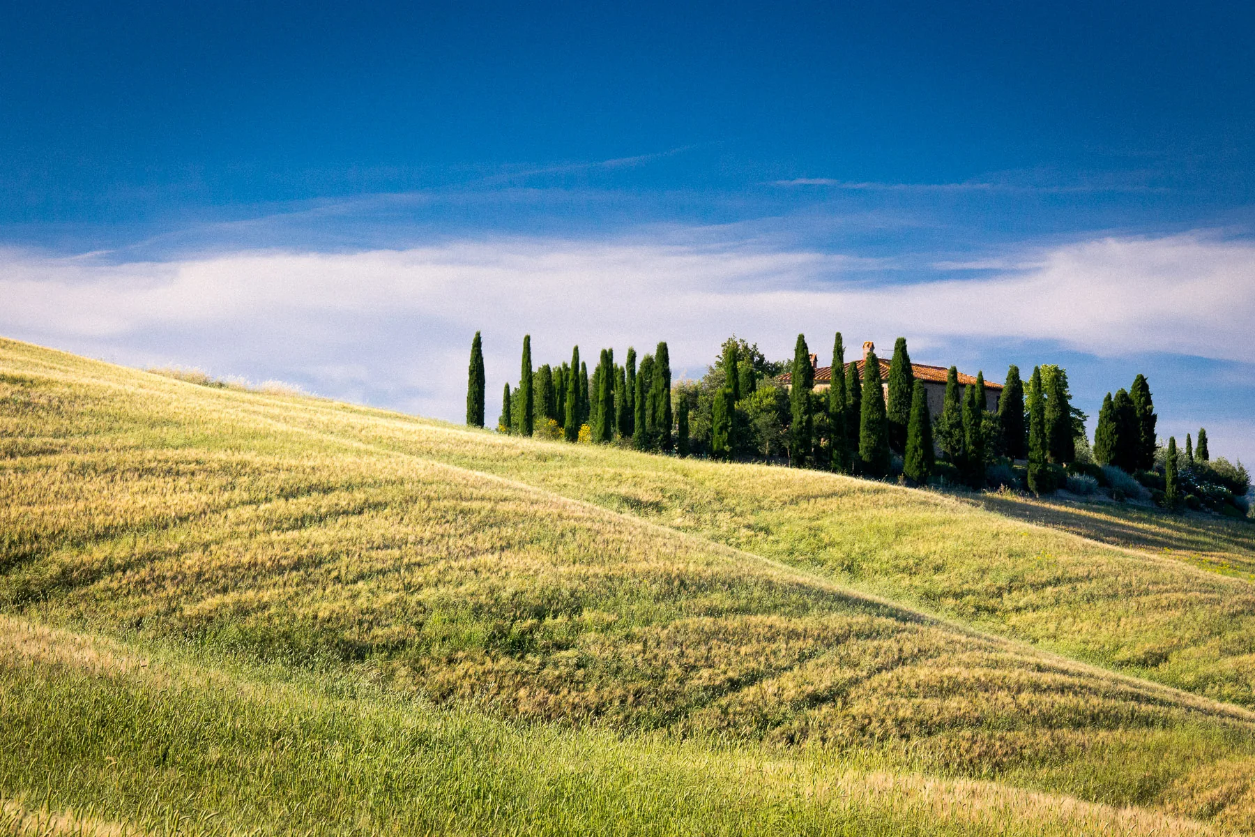 Row of cypresses and a farmhouse on a hillside of striped golden grass