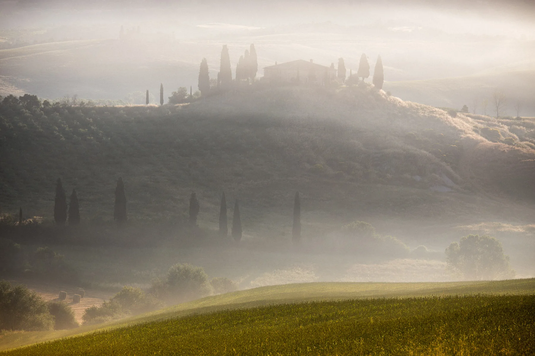 Cypress-lined farmhouse emerging from morning mist above a green field