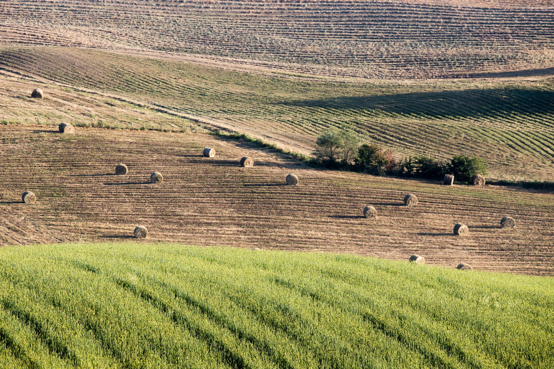 Round hay bales scattered across a ploughed field above green wheat