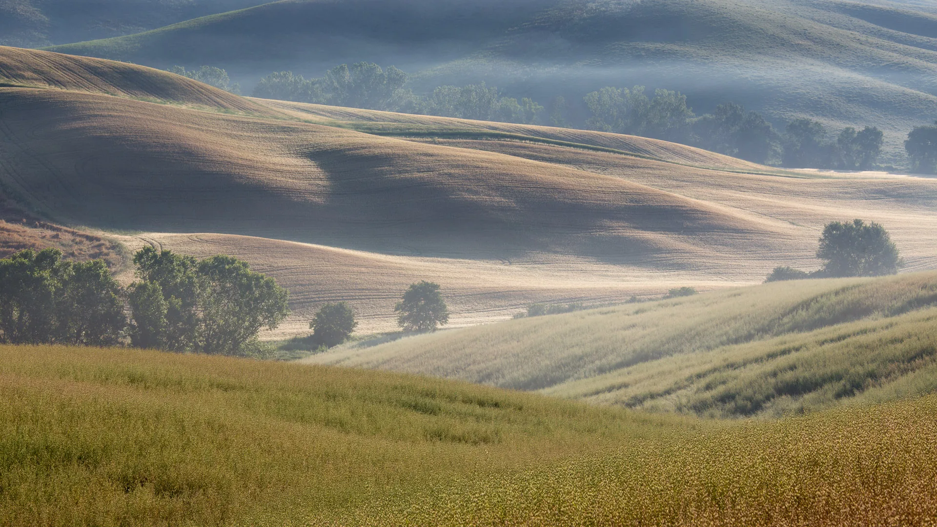Soft folds of hills and scattered trees under early morning haze