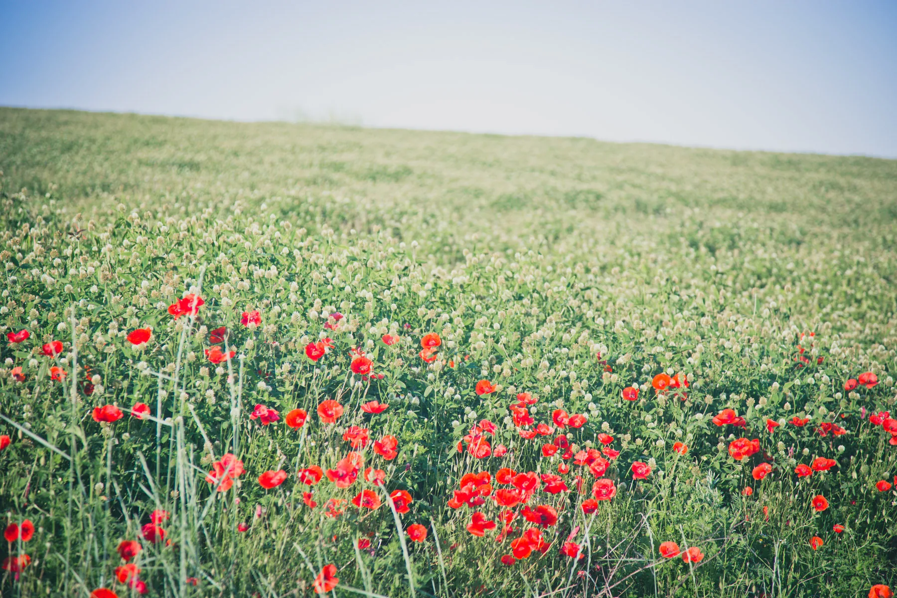 Red poppies in a green field under a pale sky