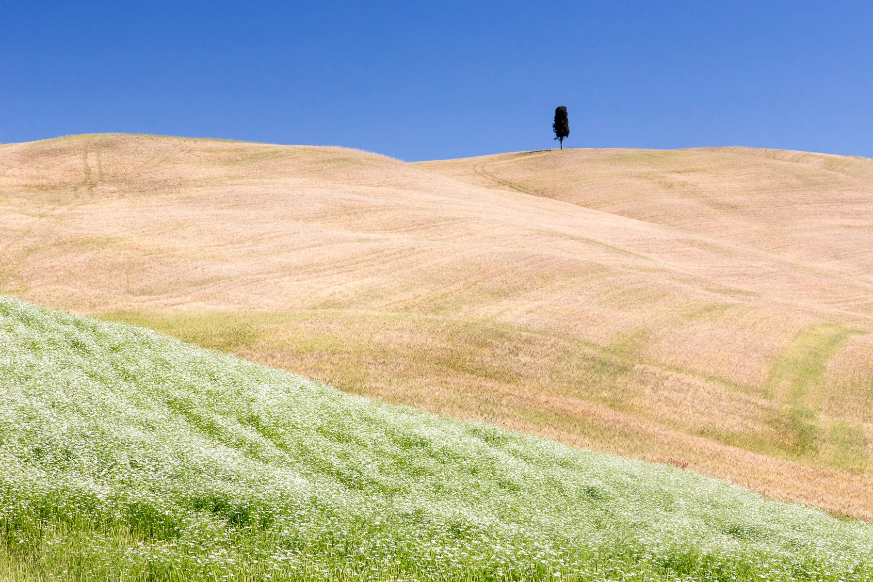 A lone cypress on the crest of a pale hill above a flowering meadow