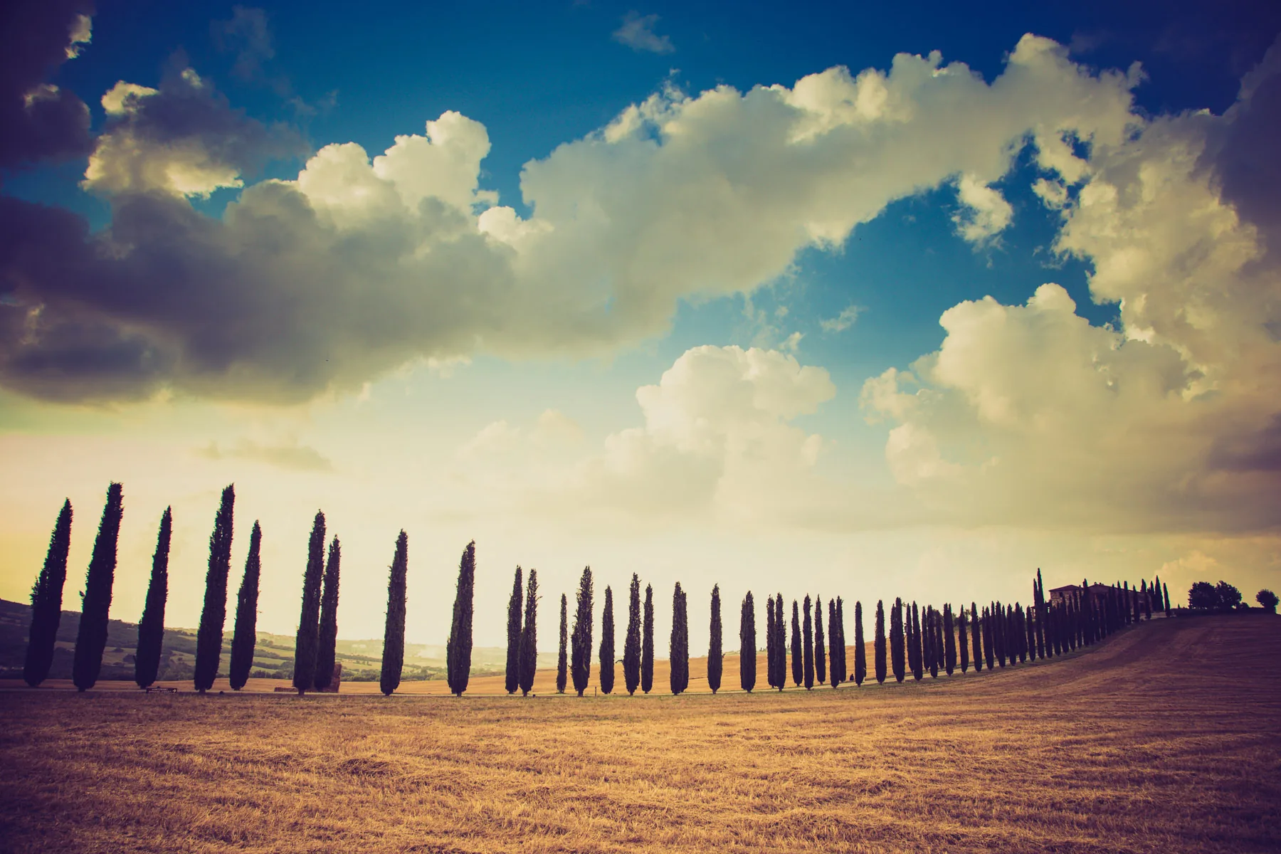 Long avenue of cypresses silhouetted against a dramatic sky