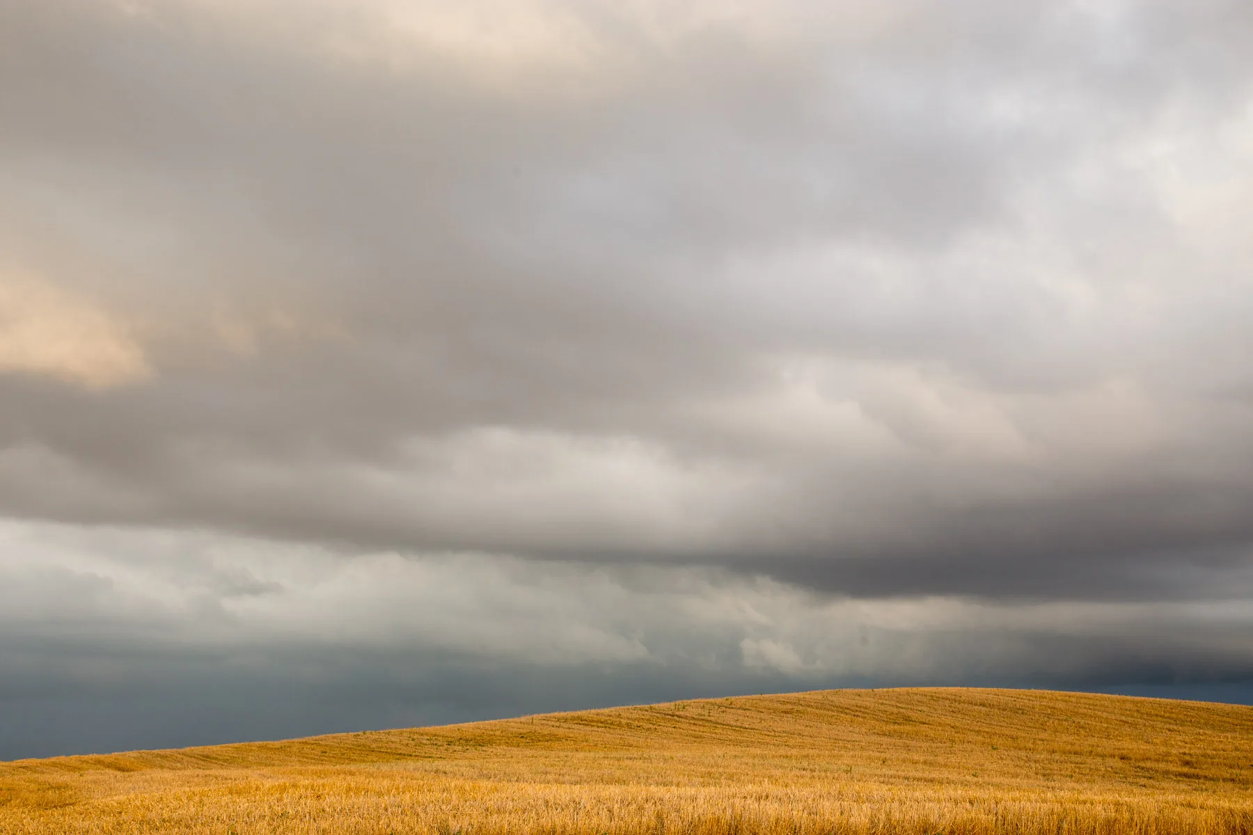 Golden field beneath a heavy storm sky