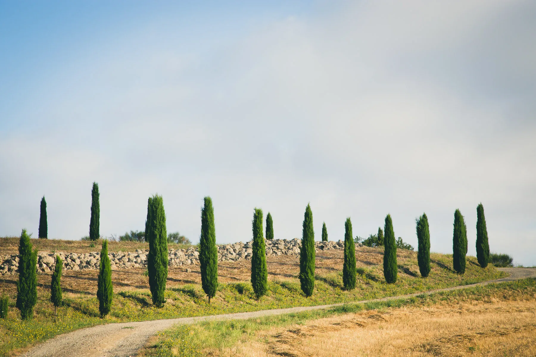 Cypresses lining a dirt road beside a stone wall