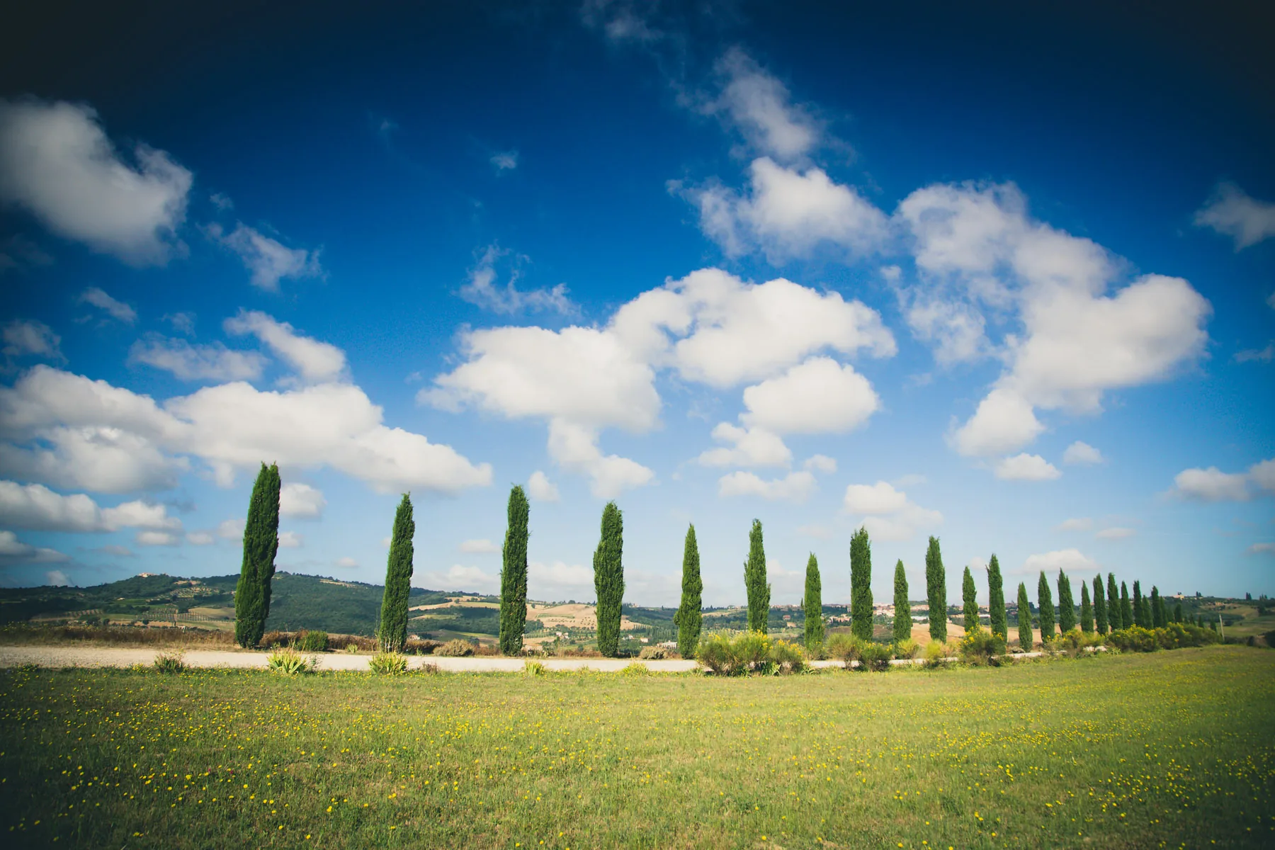Avenue of cypresses beside a green meadow under a blue sky