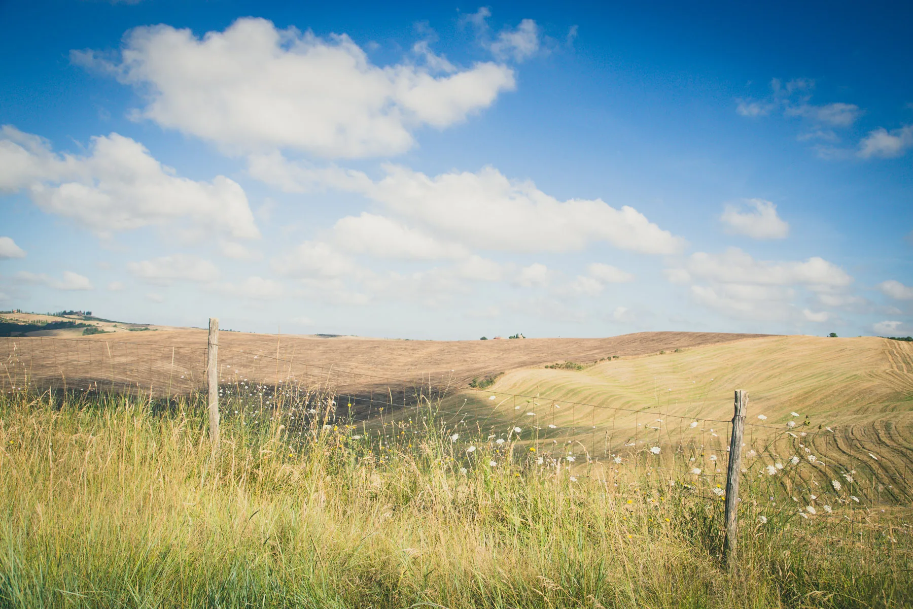 Wild grasses and fence posts before rolling harvested fields